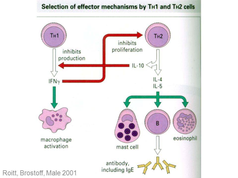 Ikke bare vil cytokin-produksjonen drive ulike effektor-veier, men TH1 har tendens til å skru av TH2 celler, og vice versa.