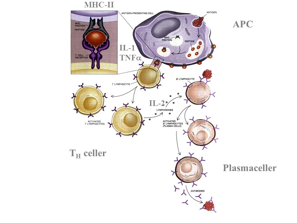 MHC-II APC IL-1 TNF IL-2 TH celler Plasmaceller