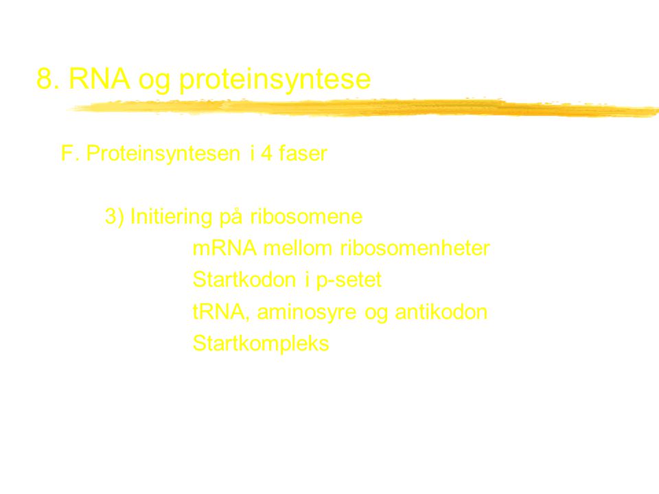 8. RNA og proteinsyntese F. Proteinsyntesen i 4 faser