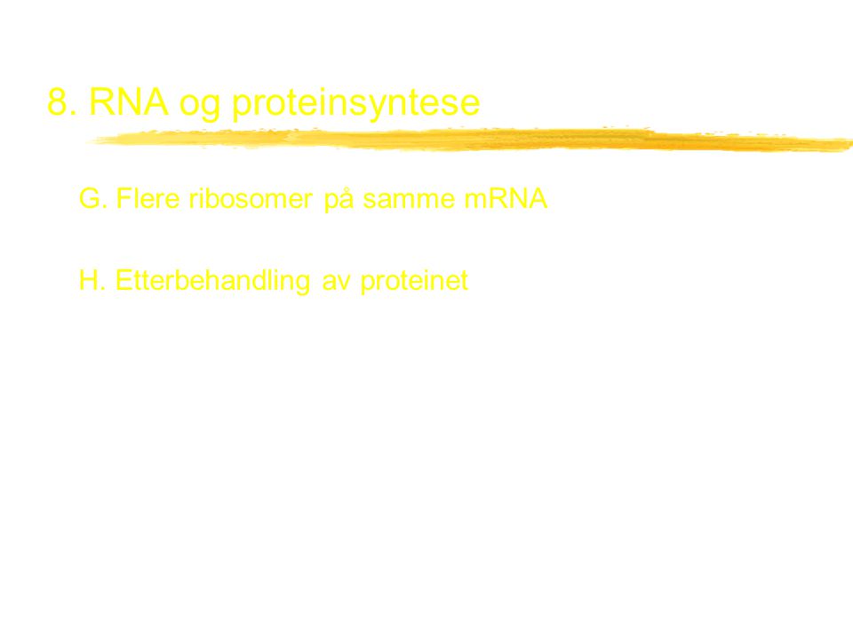 8. RNA og proteinsyntese G. Flere ribosomer på samme mRNA
