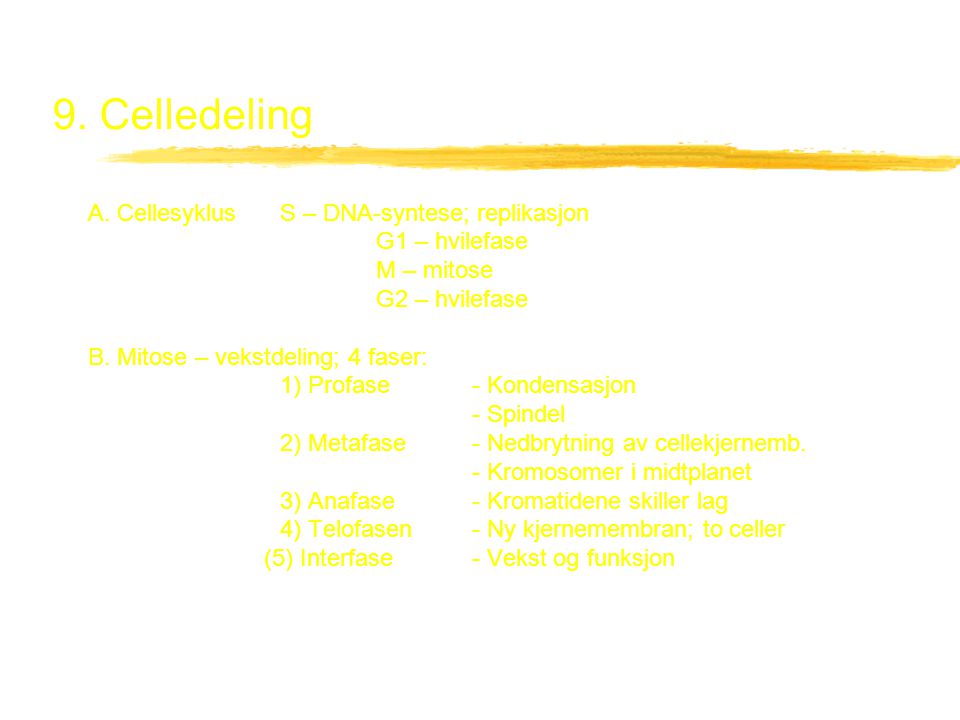 9. Celledeling A. Cellesyklus S – DNA-syntese; replikasjon