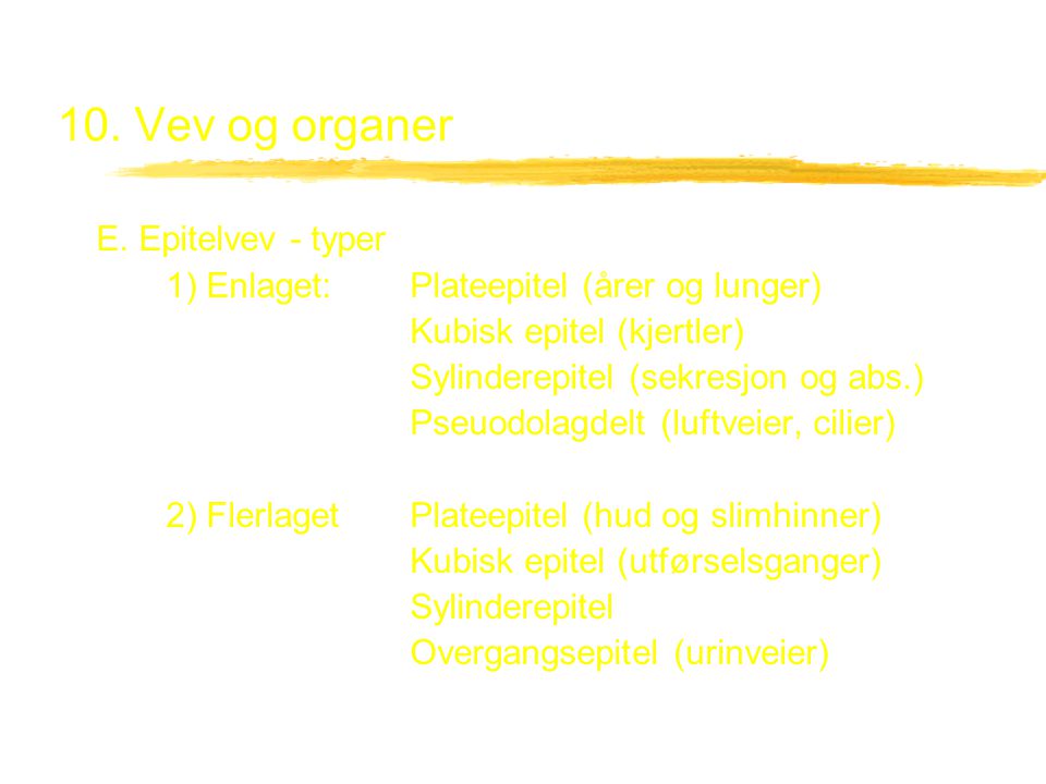 10. Vev og organer E. Epitelvev - typer