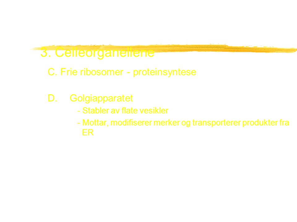 3. Celleorganellene C. Frie ribosomer - proteinsyntese