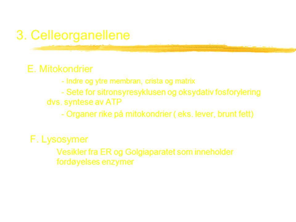3. Celleorganellene E. Mitokondrier F. Lysosymer