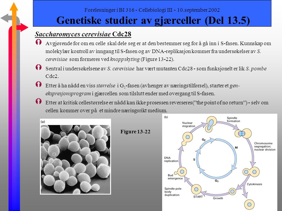 Saccharomyces cerevisiae Cdc28