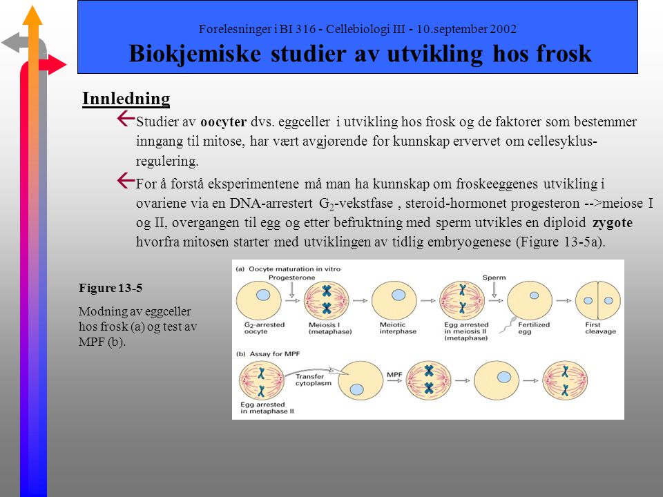 Forelesninger i BI Cellebiologi III - 10