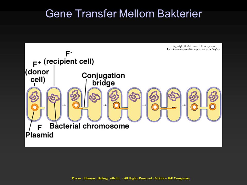 Gene Transfer Mellom Bakterier