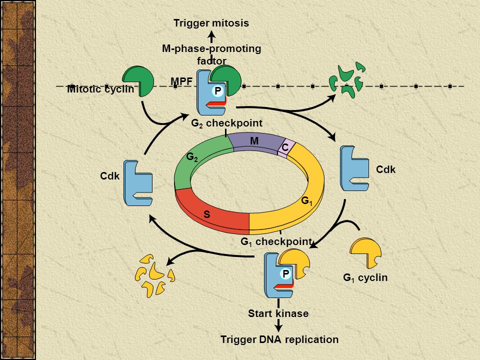 M-phase-promoting factor Trigger DNA replication