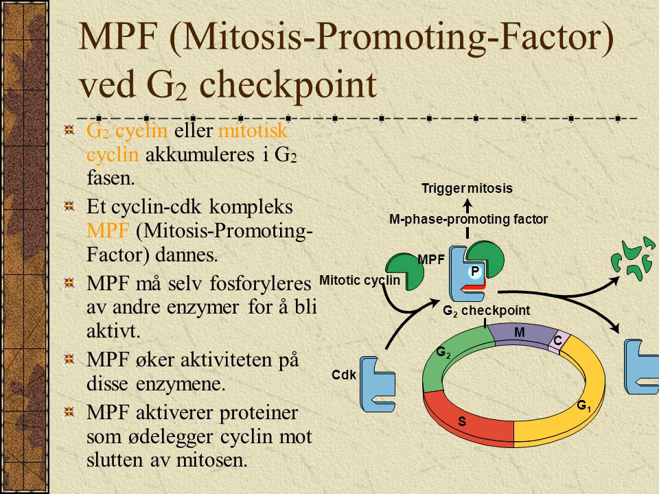 MPF (Mitosis-Promoting-Factor) ved G2 checkpoint