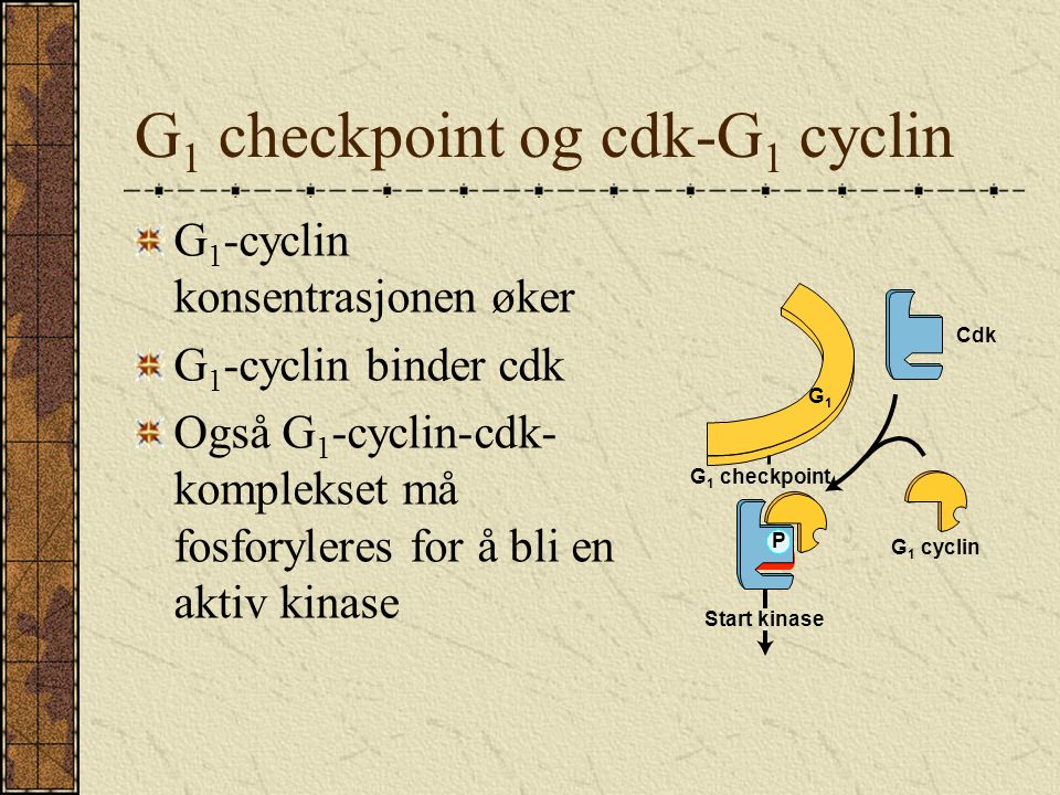 G1 checkpoint og cdk-G1 cyclin