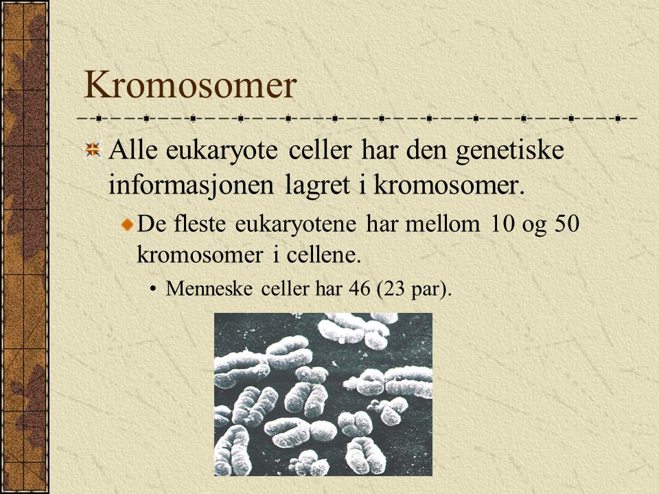 Kromosomer Alle eukaryote celler har den genetiske informasjonen lagret i kromosomer.