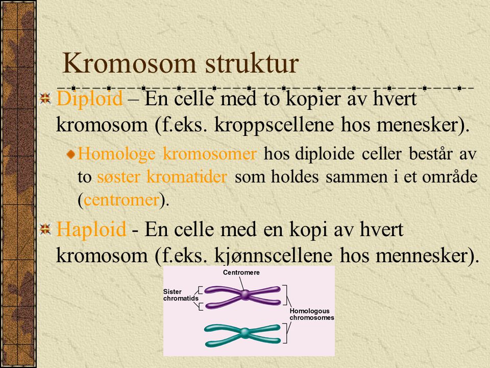 Kromosom struktur Diploid – En celle med to kopier av hvert kromosom (f.eks. kroppscellene hos menesker).