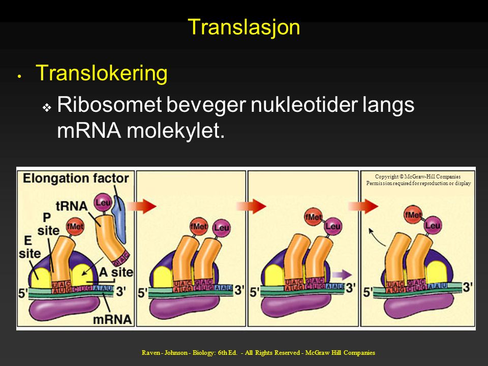 Ribosomet beveger nukleotider langs mRNA molekylet.