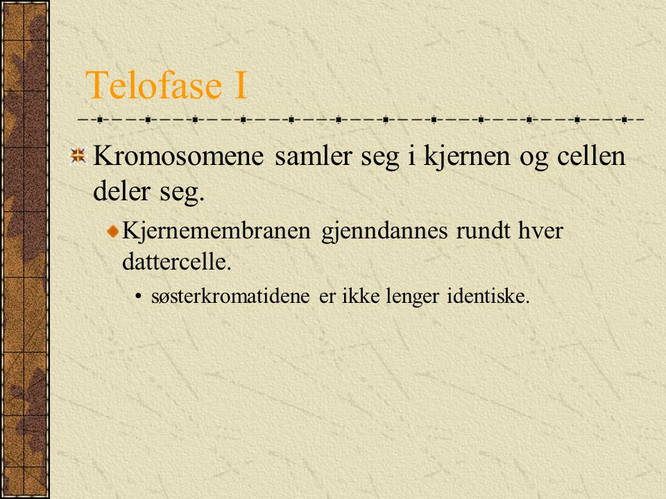 Telofase I Kromosomene samler seg i kjernen og cellen deler seg.