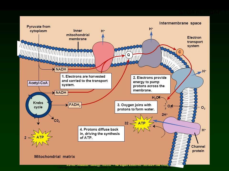 09_18 Overview of ATP Synthesis