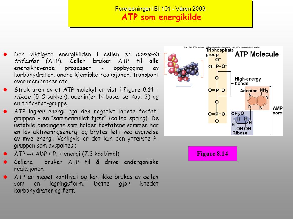 Forelesninger i BI Våren 2003 ATP som energikilde