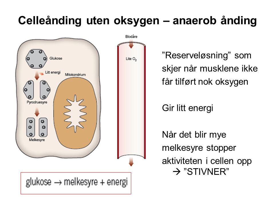 Celleånding uten oksygen – anaerob ånding