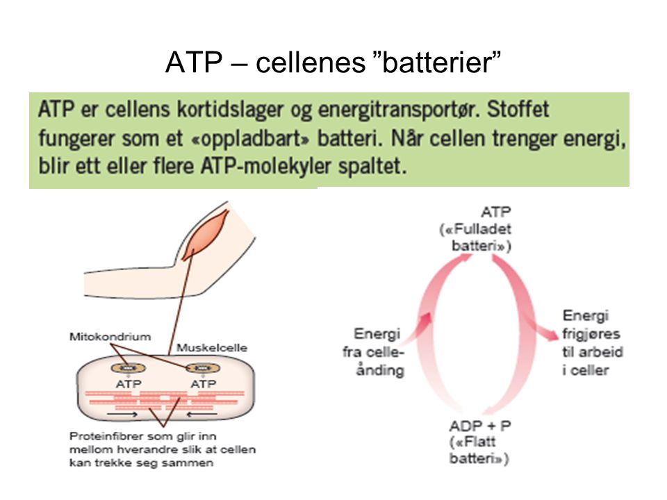 ATP – cellenes batterier