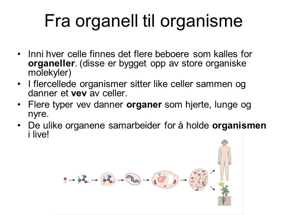 Fra organell til organisme