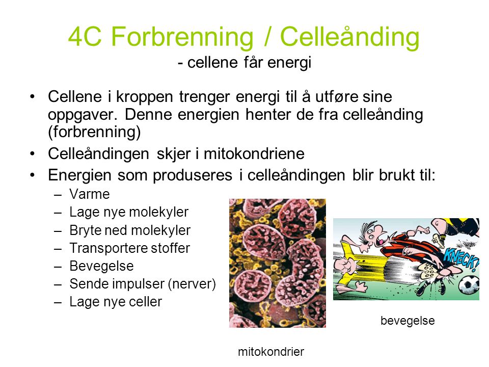4C Forbrenning / Celleånding - cellene får energi