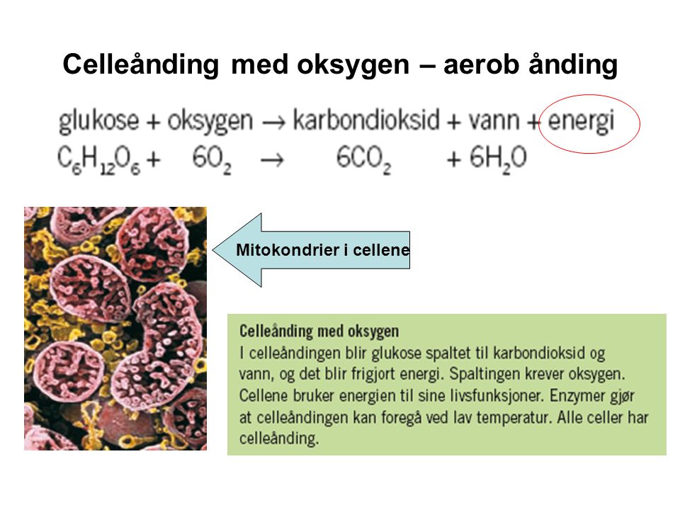 Celleånding med oksygen – aerob ånding