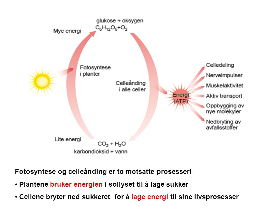 Fotosyntese og celleånding er to motsatte prosesser!