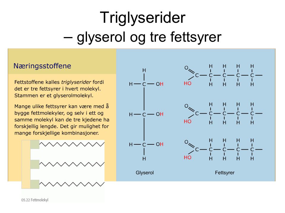 Triglyserider – glyserol og tre fettsyrer