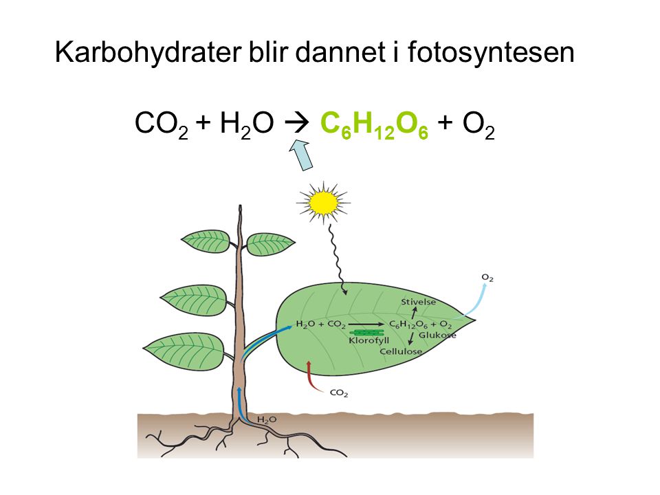 Karbohydrater blir dannet i fotosyntesen CO2 + H2O  C6H12O6 + O2