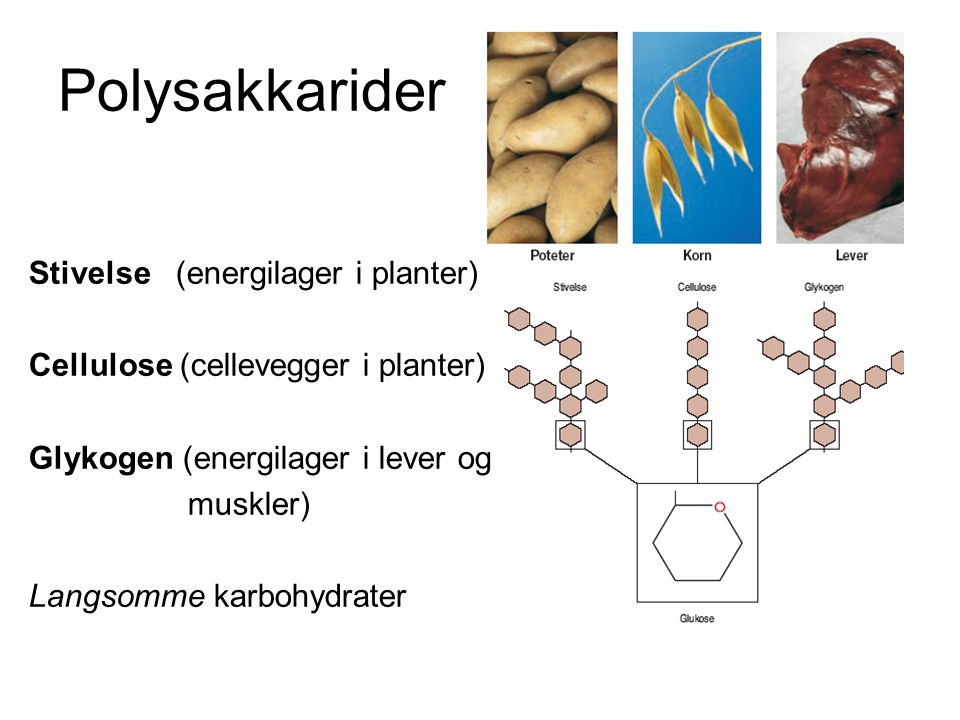 Polysakkarider Stivelse (energilager i planter)