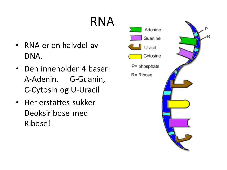RNA RNA er en halvdel av DNA.