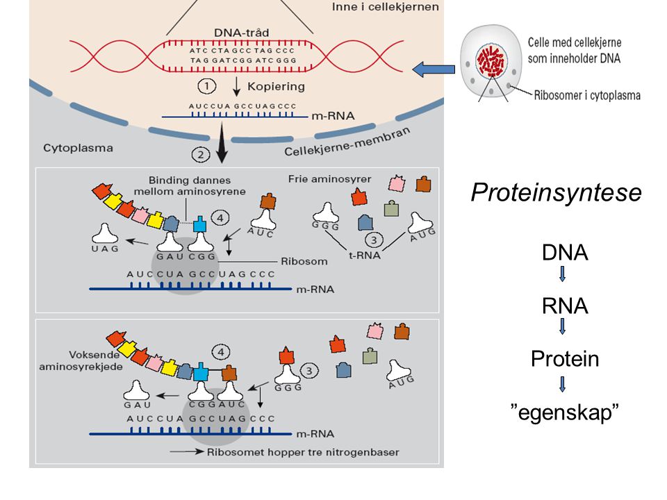Proteinsyntese DNA RNA Protein egenskap