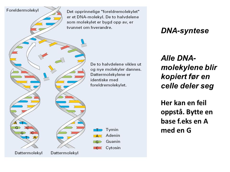 DNA-syntese Alle DNA-molekylene blir kopiert før en celle deler seg.