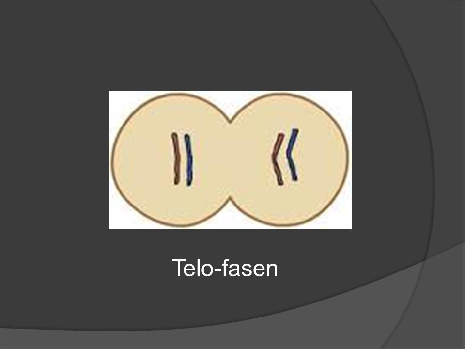 Telo-fasen