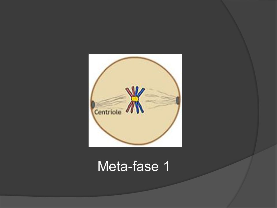 Meta-fase 1