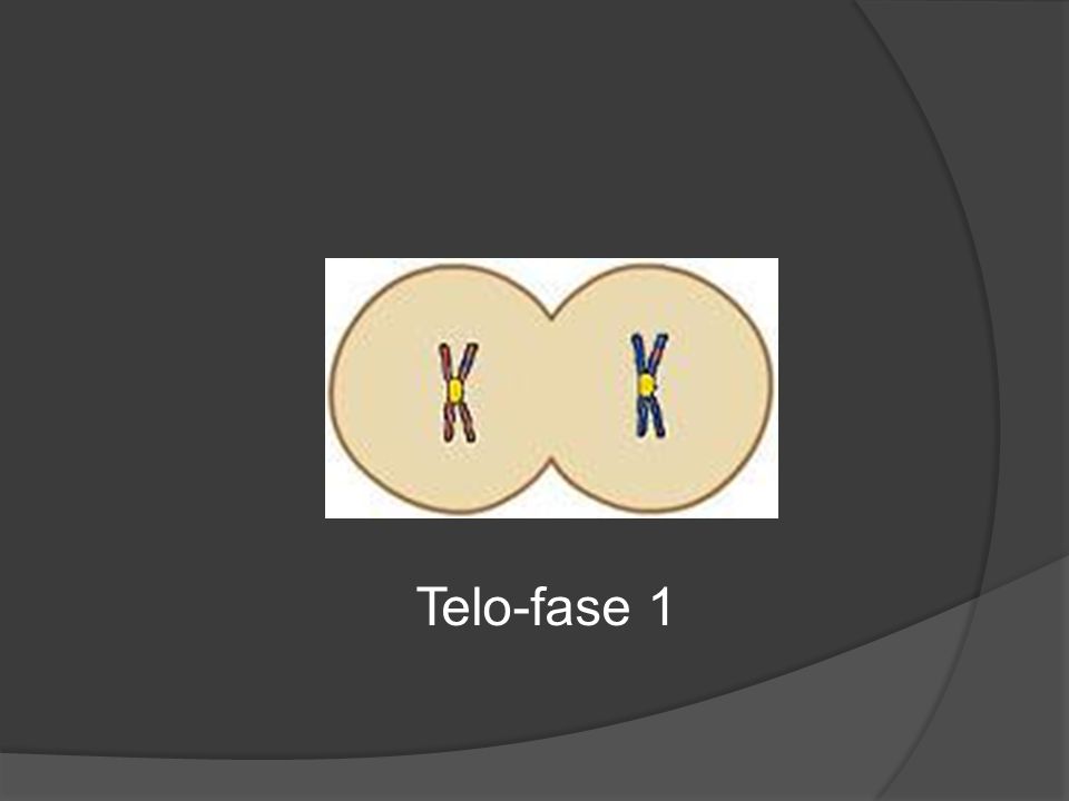 Telo-fase 1