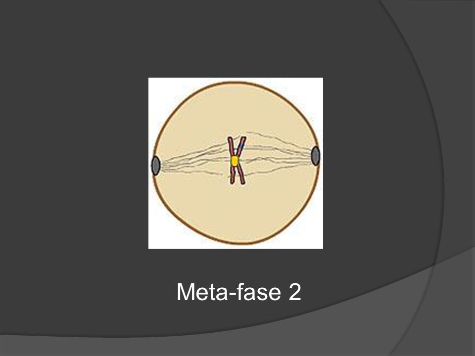 Meta-fase 2