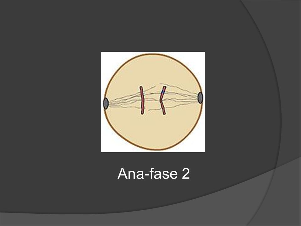 Ana-fase 2