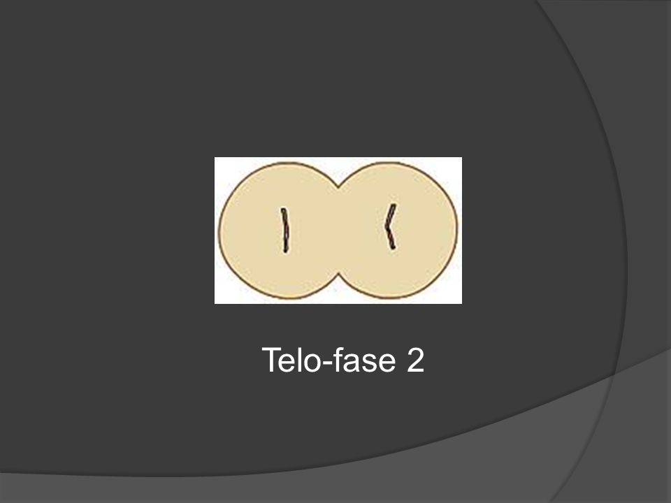 Telo-fase 2