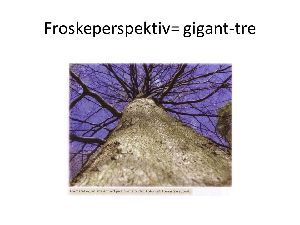 Froskeperspektiv= gigant-tre