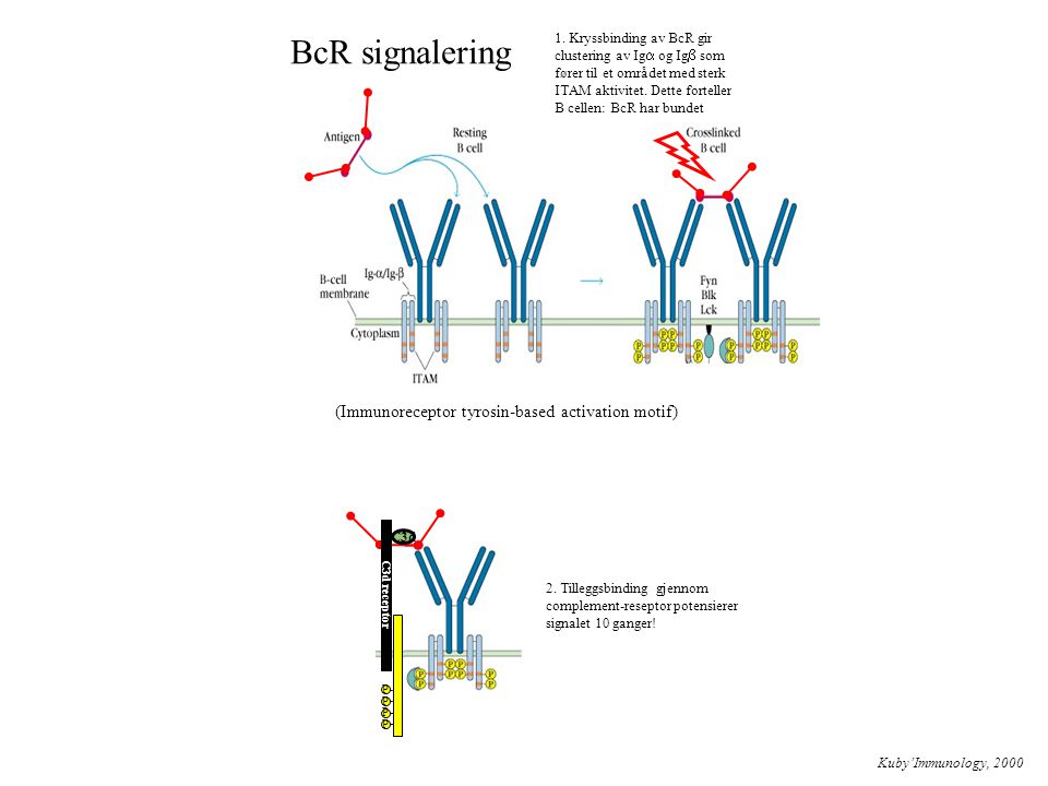 BcR signalering (Immunoreceptor tyrosin-based activation motif)