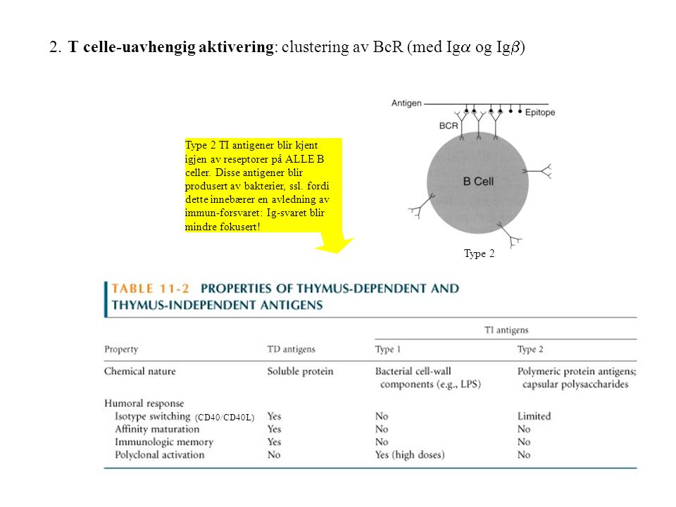 2. T celle-uavhengig aktivering: clustering av BcR (med Iga og Igb)