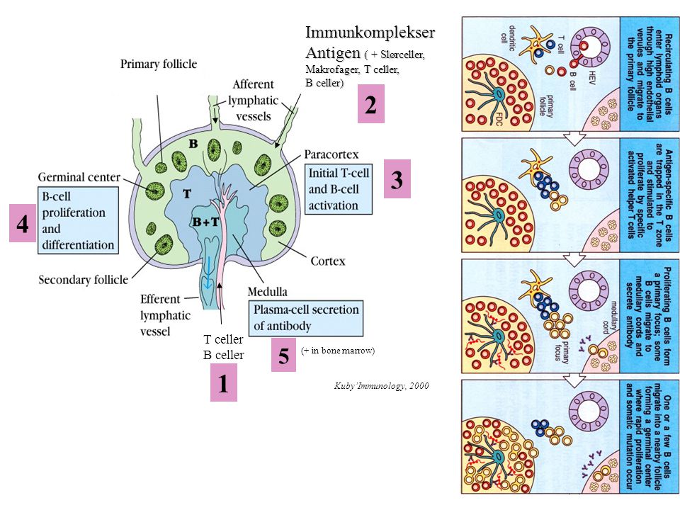 Immunkomplekser Antigen ( + Slørceller, T celler B celler
