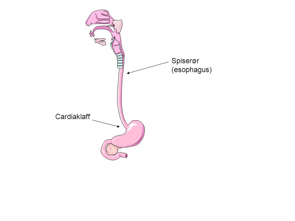 Spiserør (esophagus) Cardiaklaff