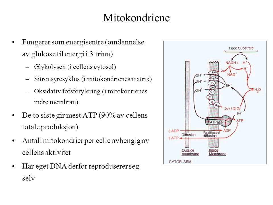 Mitokondriene Fungerer som energisentre (omdannelse av glukose til energi i 3 trinn) Glykolysen (i cellens cytosol)