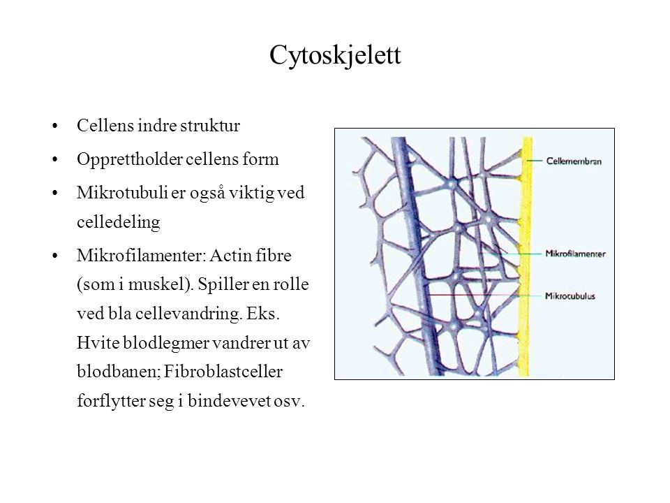 Cytoskjelett Cellens indre struktur Opprettholder cellens form