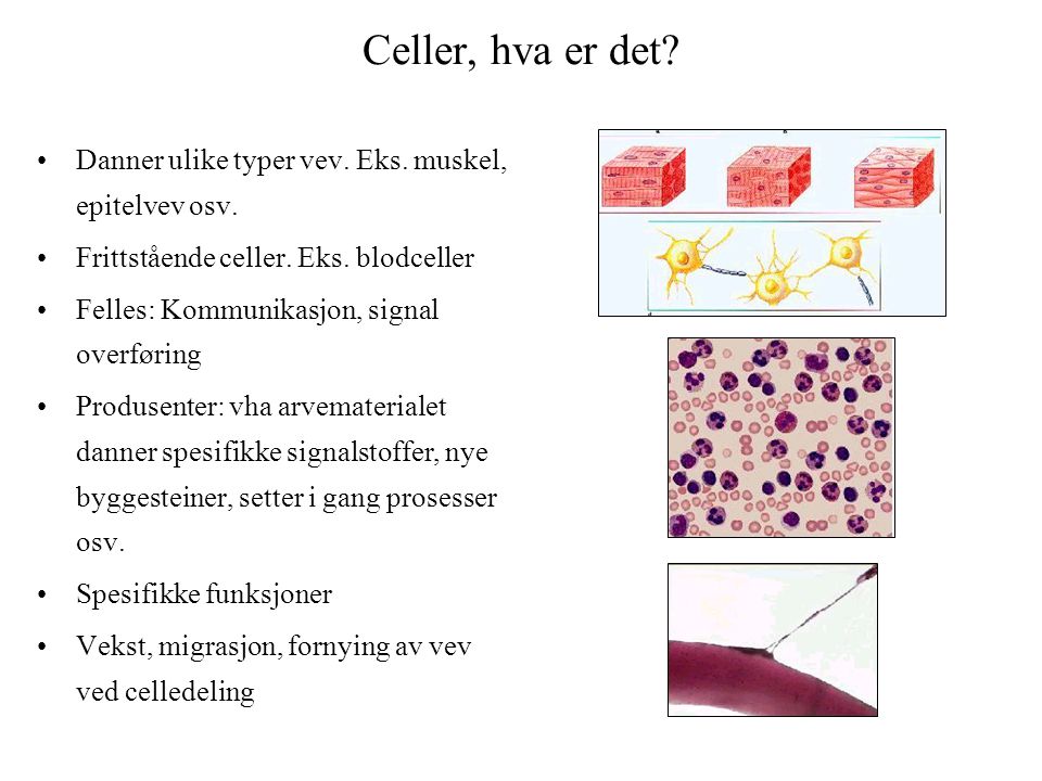 Celler, hva er det Danner ulike typer vev. Eks. muskel, epitelvev osv. Frittstående celler. Eks. blodceller.