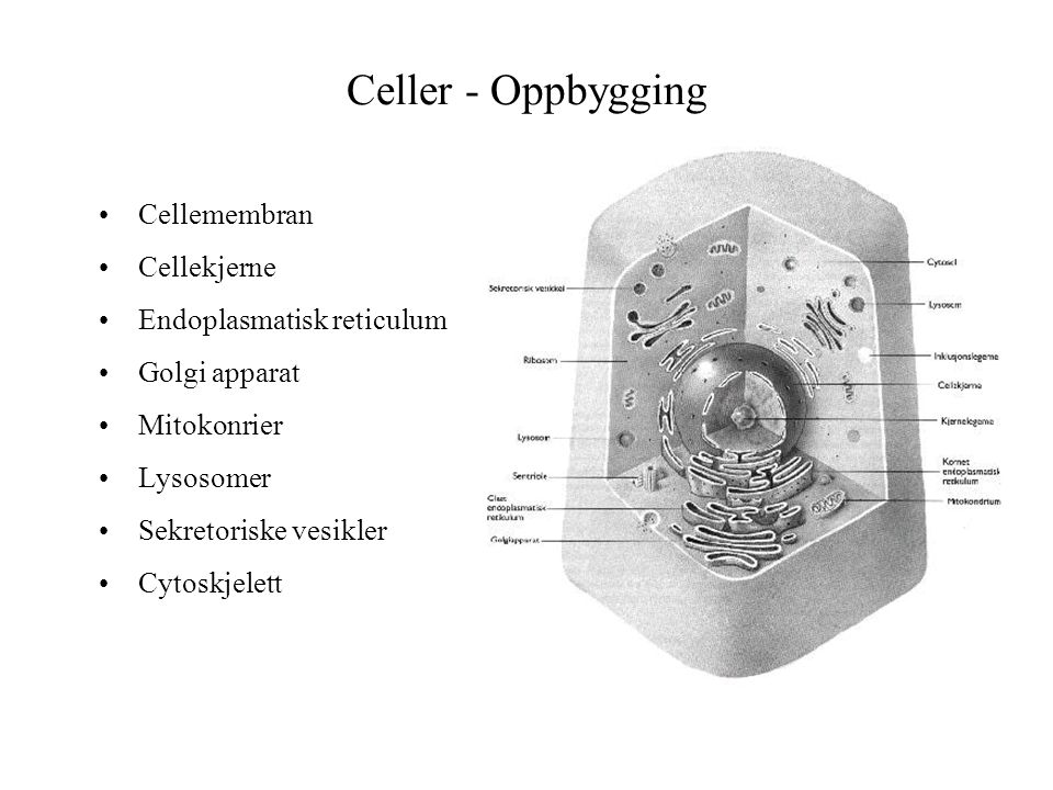 Celler - Oppbygging Cellemembran Cellekjerne Endoplasmatisk reticulum
