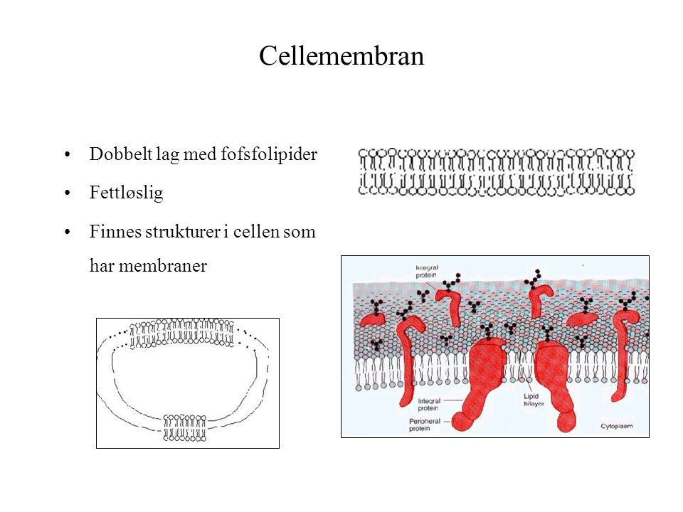 Cellemembran Dobbelt lag med fofsfolipider Fettløslig