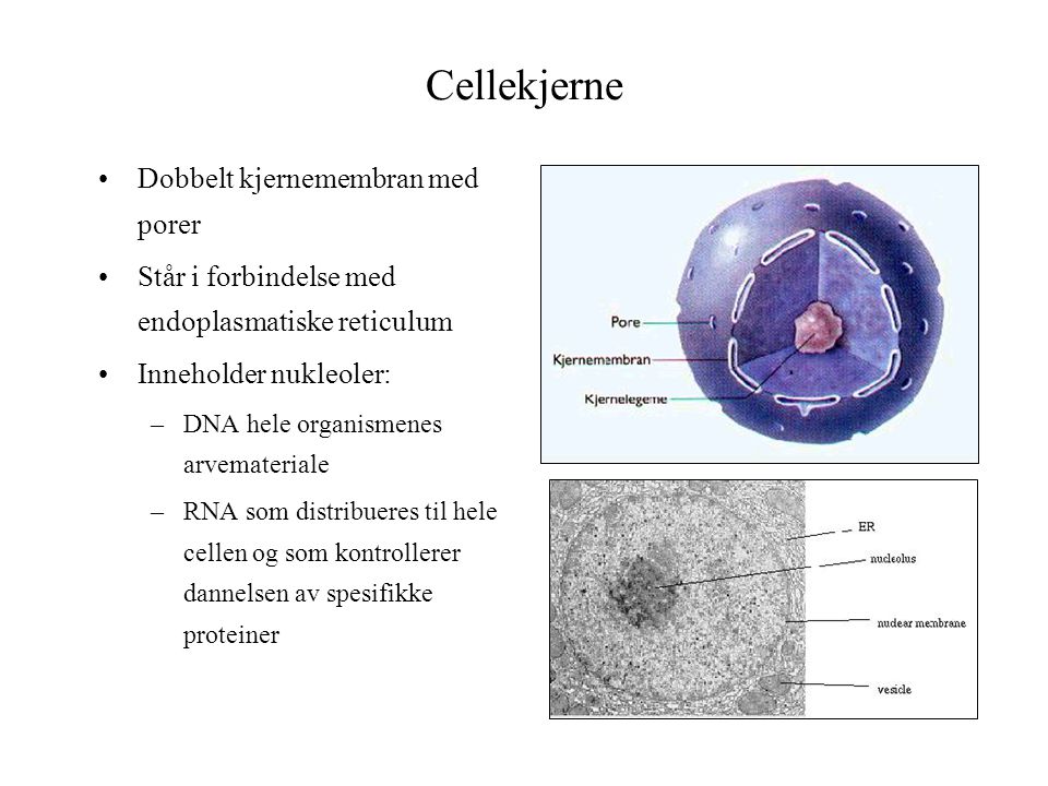 Cellekjerne Dobbelt kjernemembran med porer