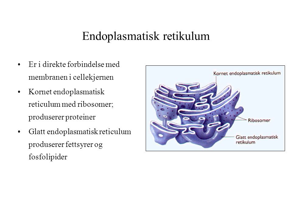 Endoplasmatisk retikulum